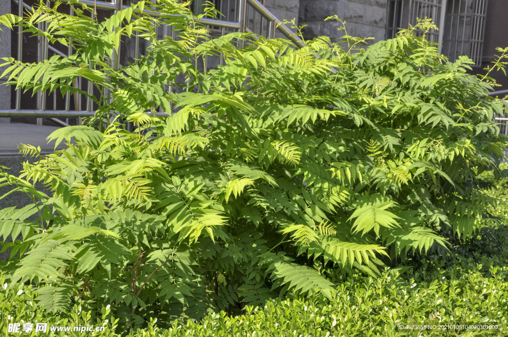 園林花灌木之珍珠梅