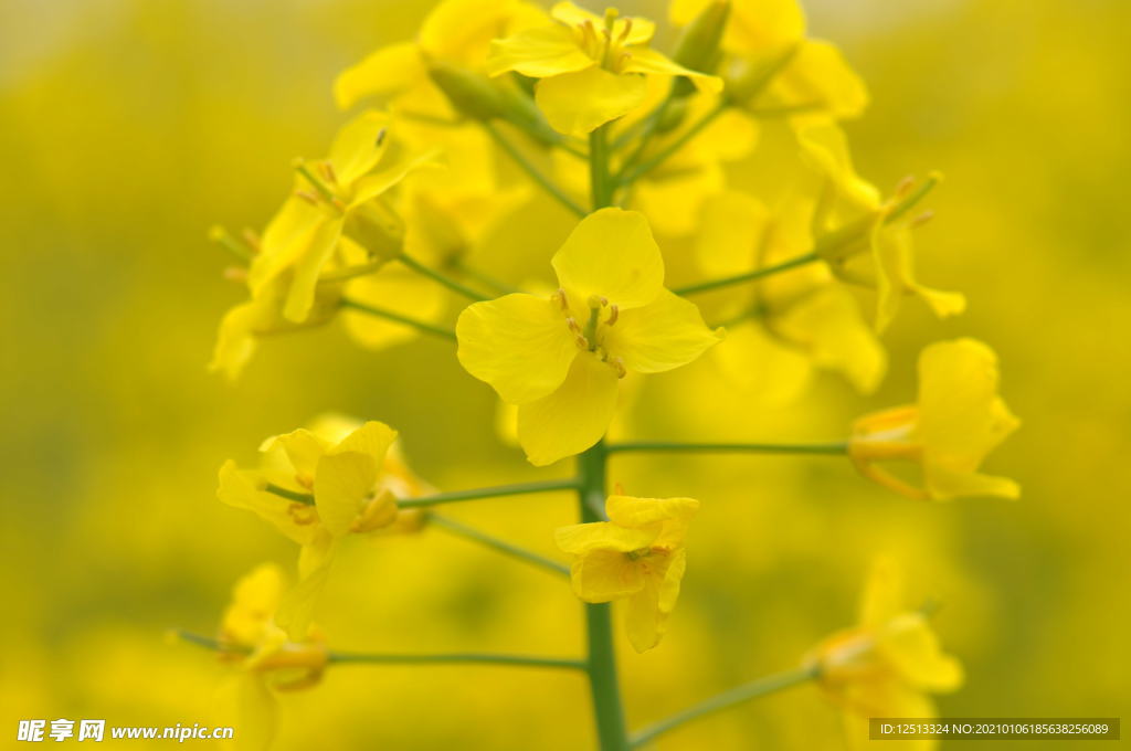油菜花