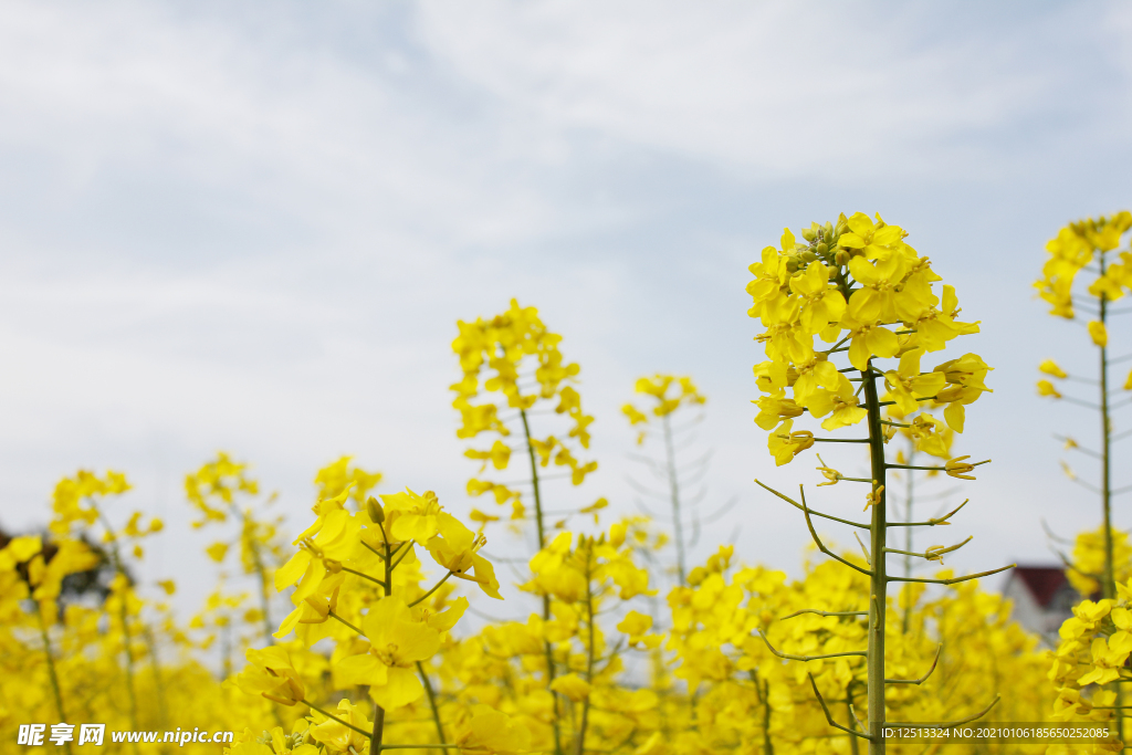 油菜花
