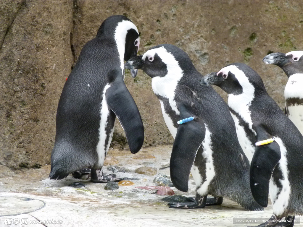 小企鹅 企鹅 一只企鹅 一群企