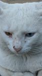 白色异瞳的猫