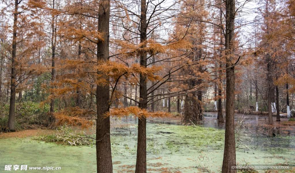 冬季池杉