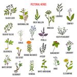 多种植物矢量 紫苏