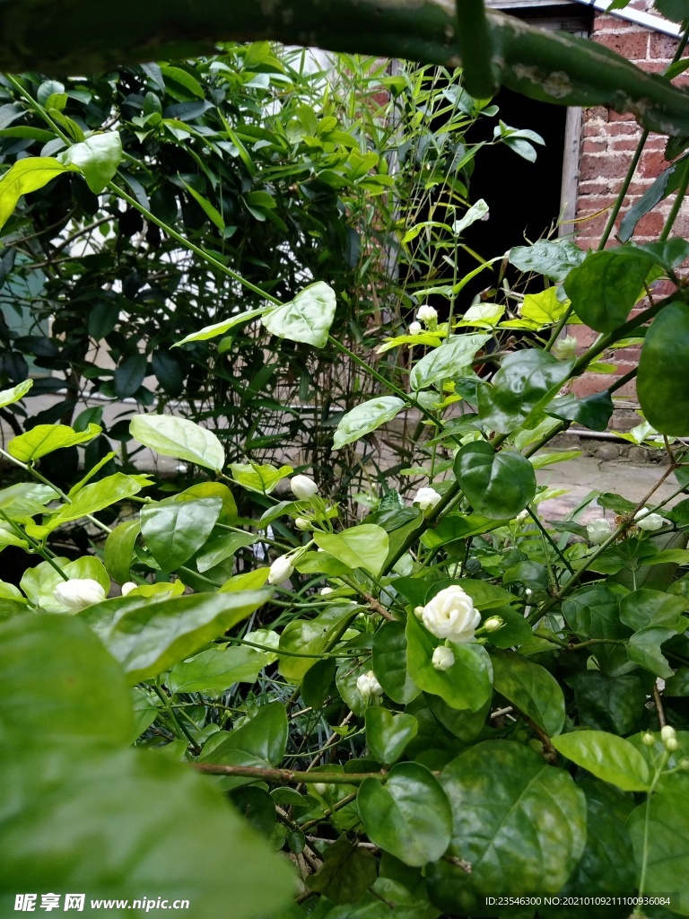 院子里的茉莉花