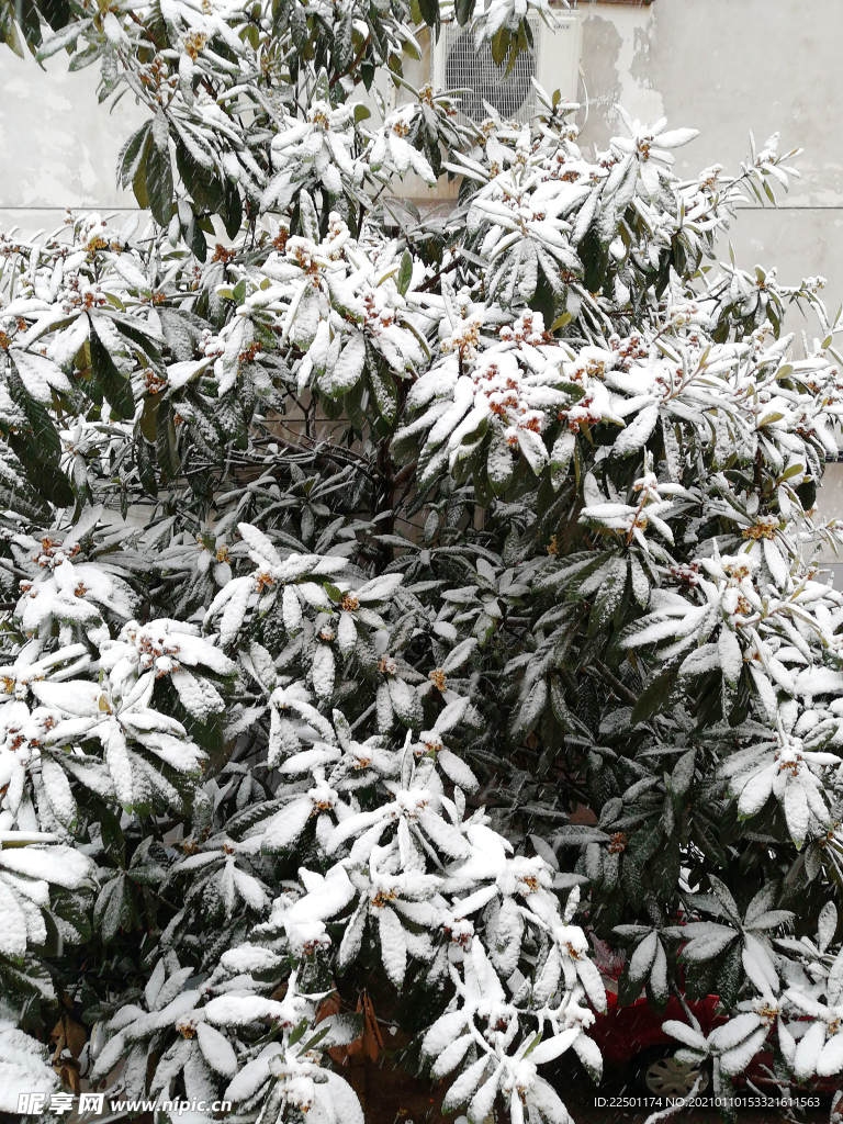 积雪枇杷树