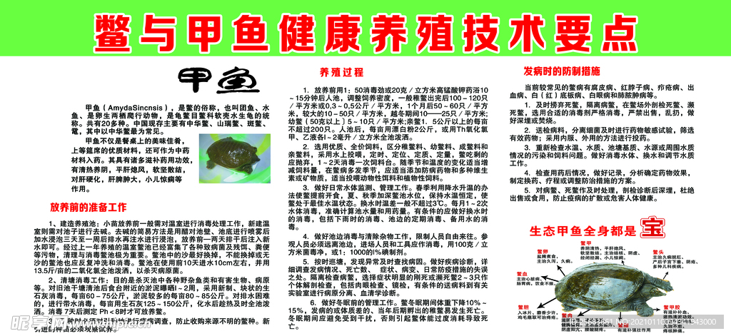 甲鱼 中华鳖 生态养殖技术