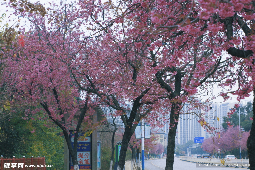 櫻花