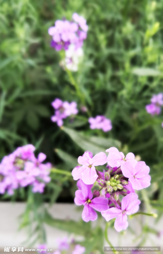 花旗桿 植物花