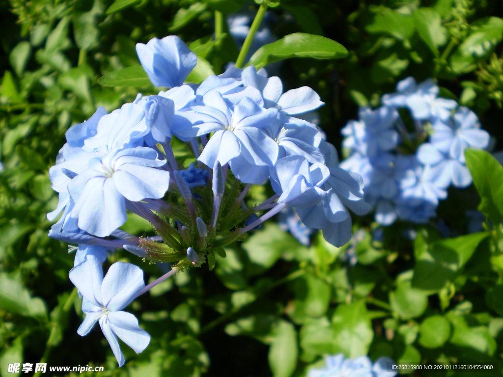 茉莉花
