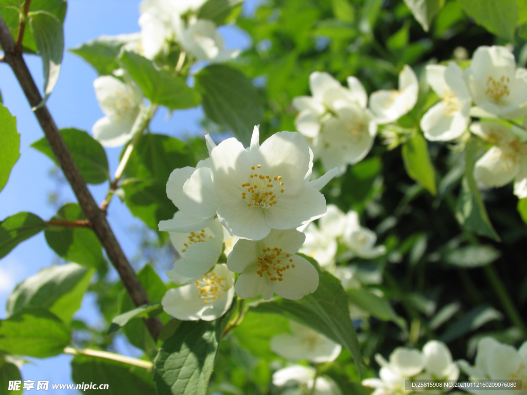 茉莉花