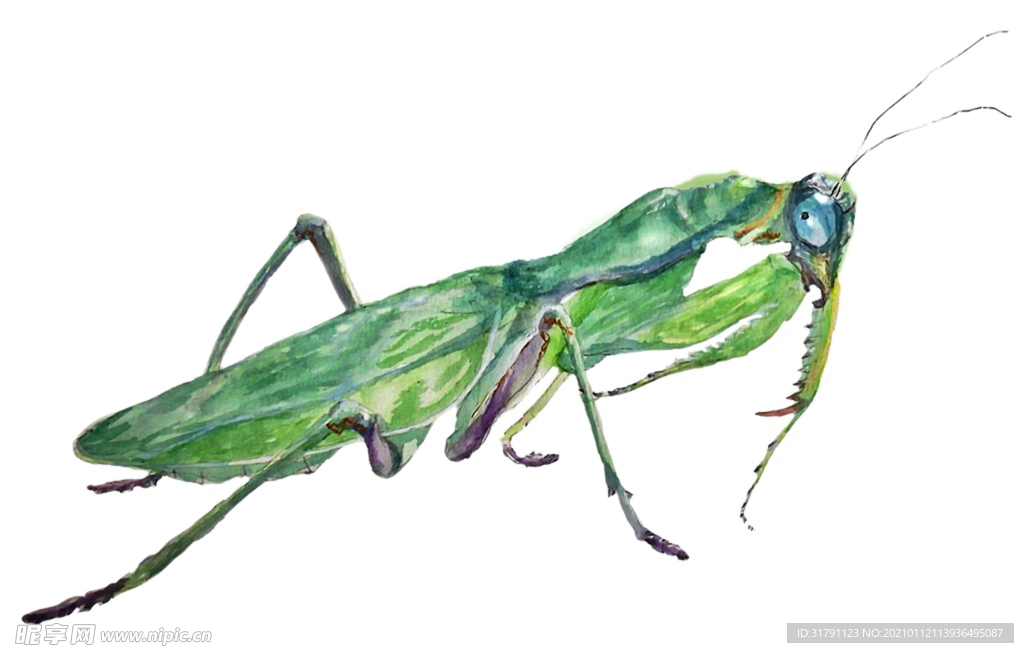 螳螂