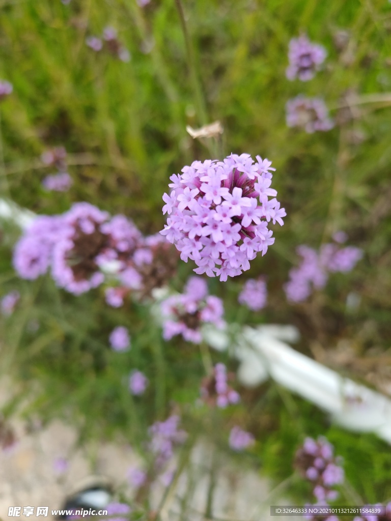 紫色小花