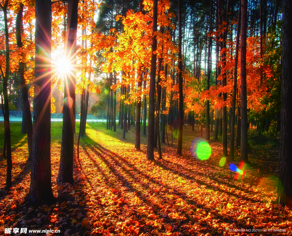 阳光照射下的秋天枫叶树林装饰图