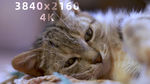 4k视频 家猫