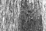黑白大树树皮肌理背景素材图片