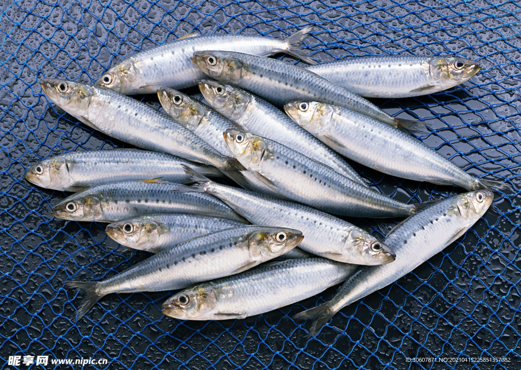 沙丁魚