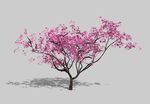 植物 3D树 桃树 SU模型