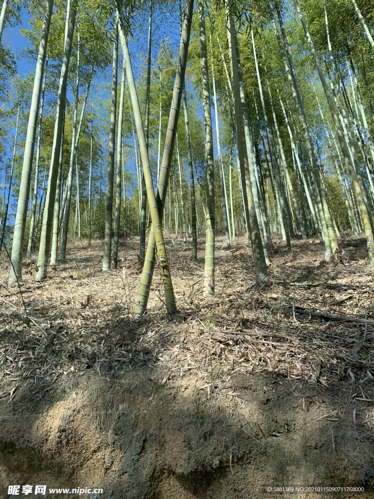 地面上的竹子