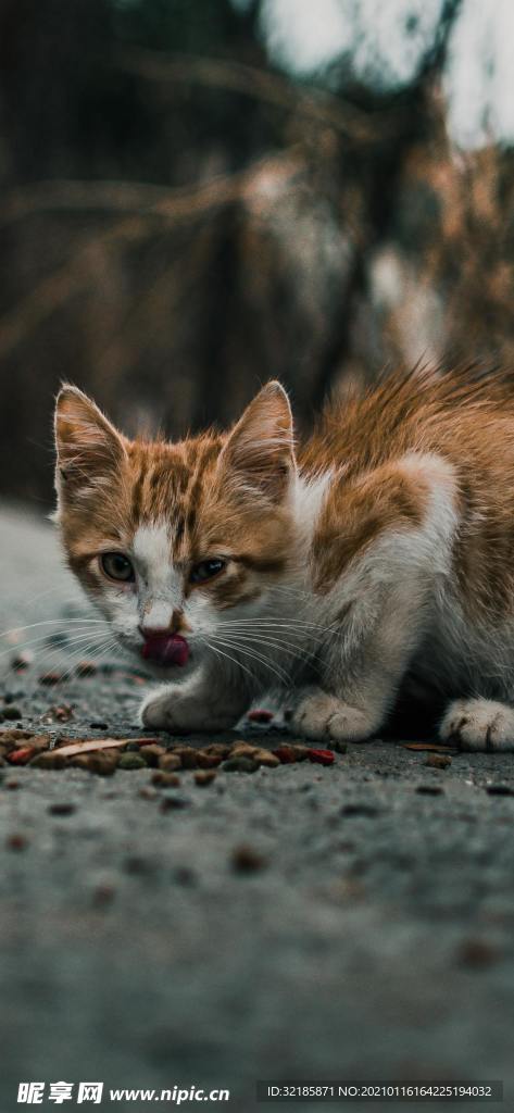 貓 動物 圖片