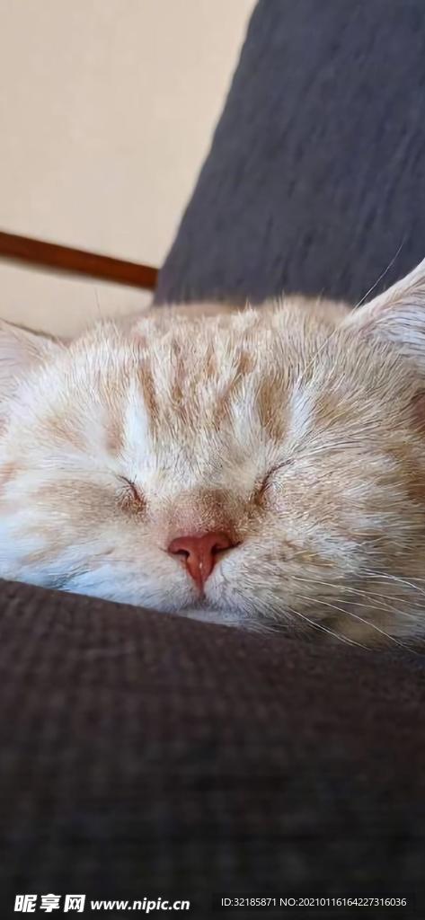 貓 動物 圖片