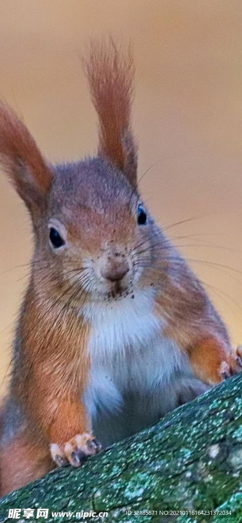 松樹 動物 圖片