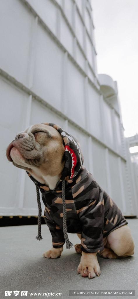 貓 動物 圖片