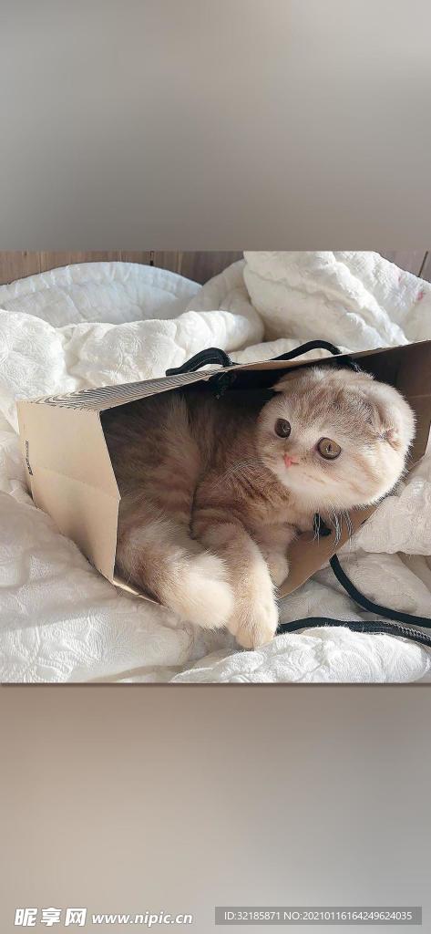 貓 動物 圖片