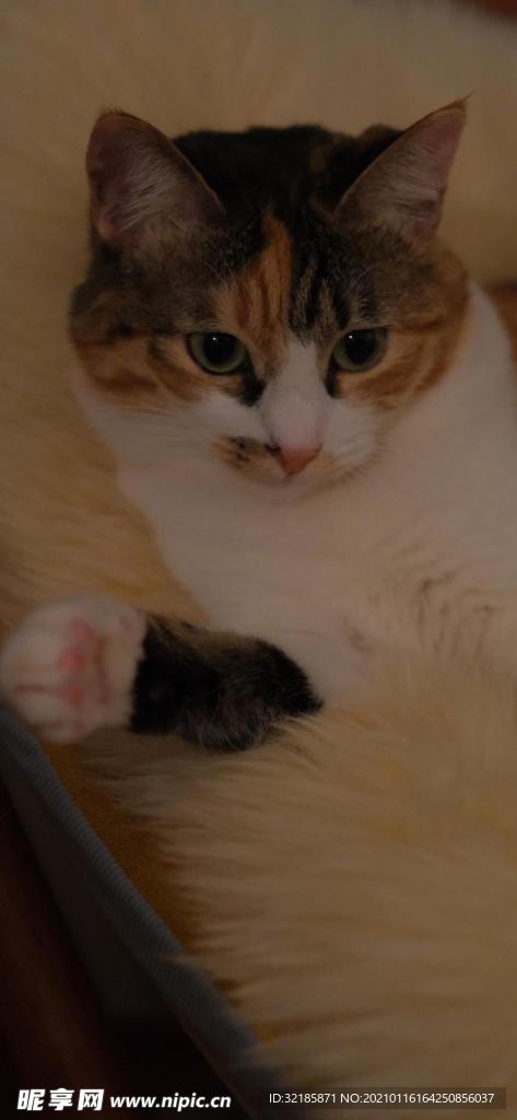 貓 動物 圖片