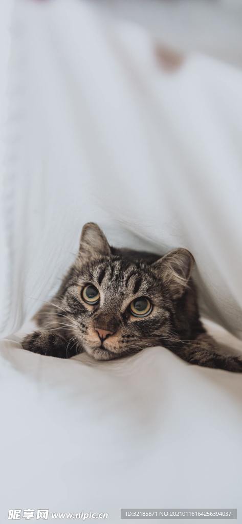 貓 動物 圖片