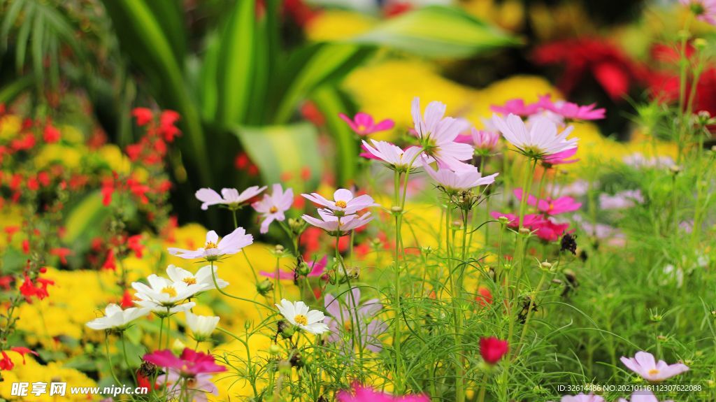 花花草草