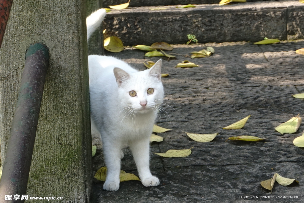 石板台阶上的白色猫咪