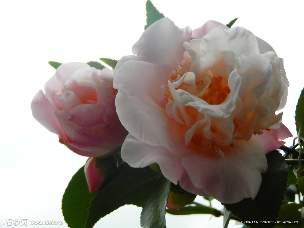茶花 山茶    山茶花