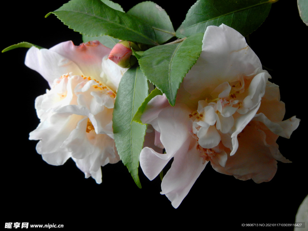 茶花 山茶    山茶花