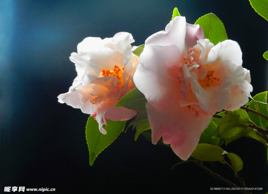 茶花 山茶    山茶花