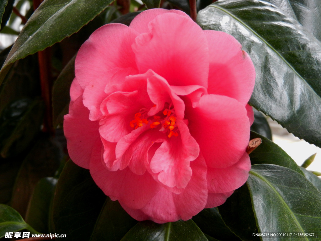 茶花 山茶    山茶花