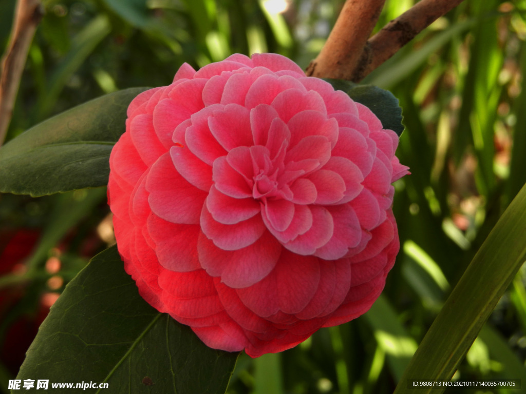茶花 山茶    山茶花