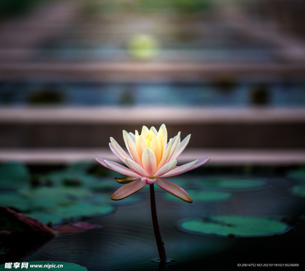 美麗的蓮花