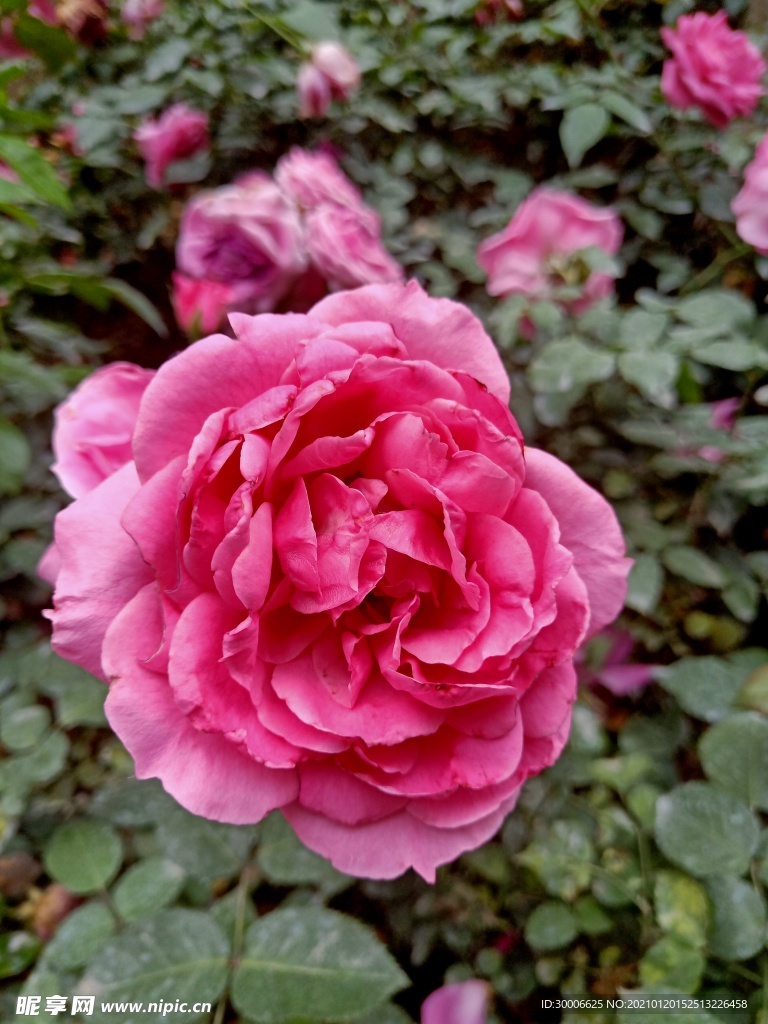 玫瑰月季花朵