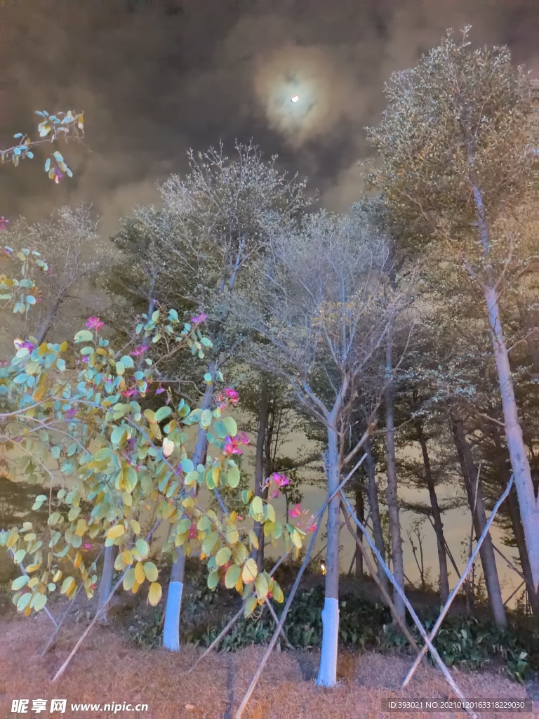 常平常新公園夜景