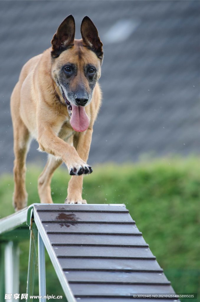 犬