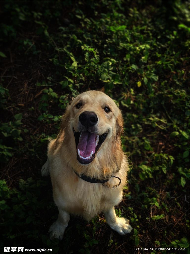 犬