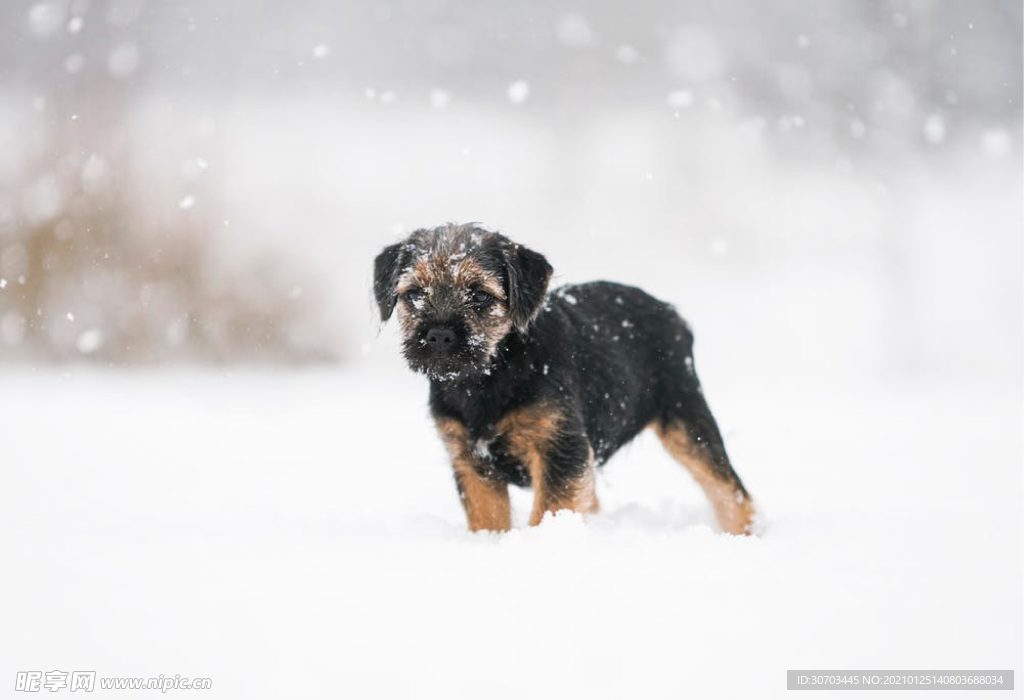 犬