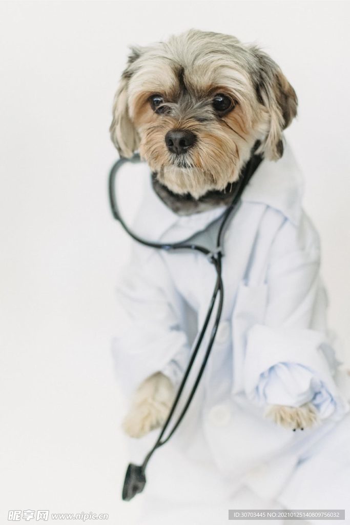 犬