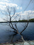 湖边枯树
