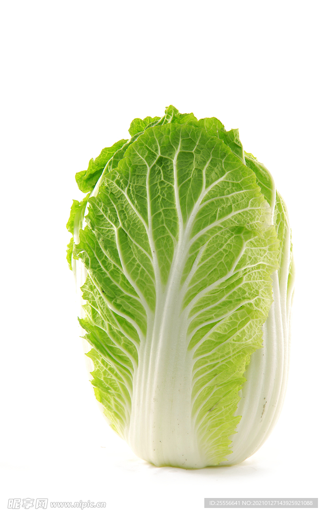 大白菜