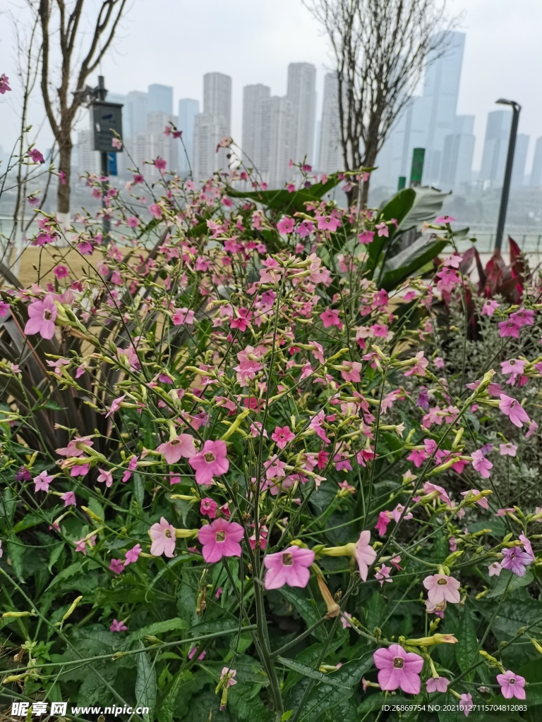 紅色小花