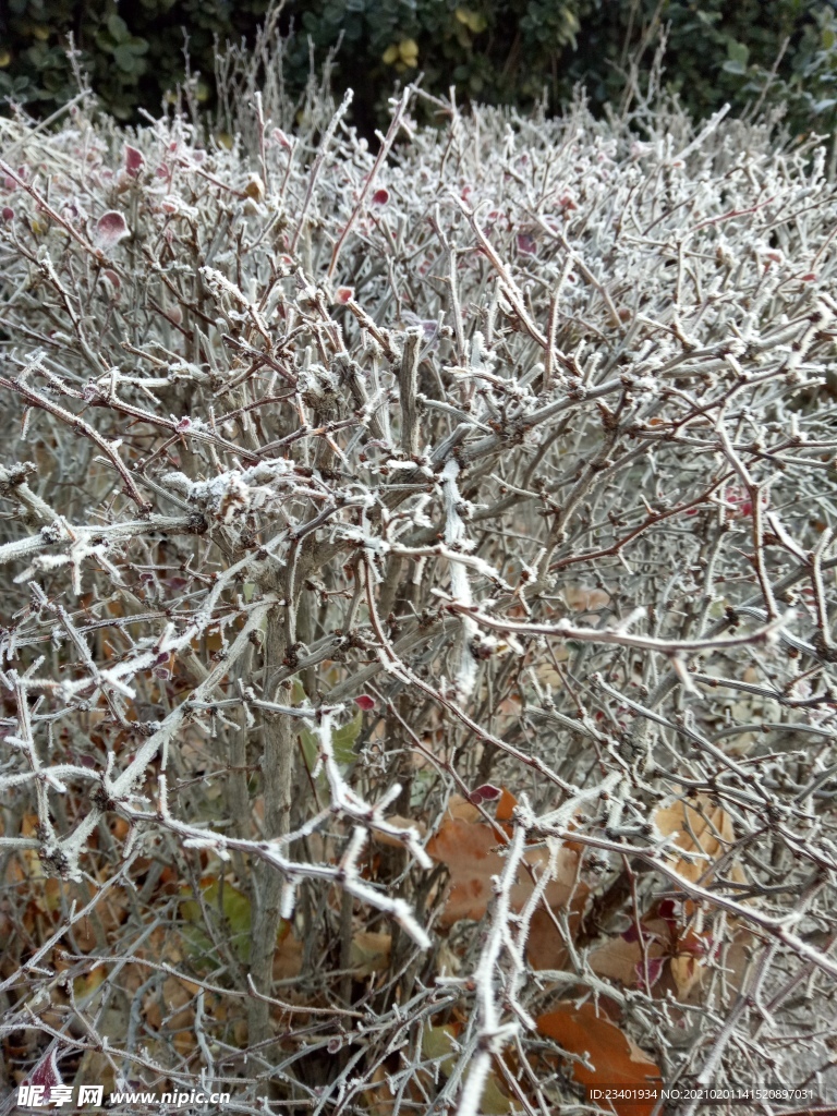 冬天冬季霜降树枝