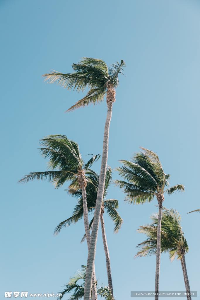 海边风中的椰子树