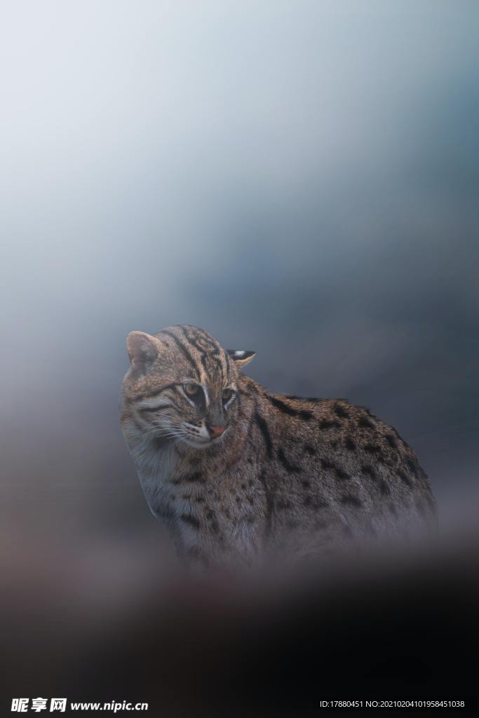 山貓