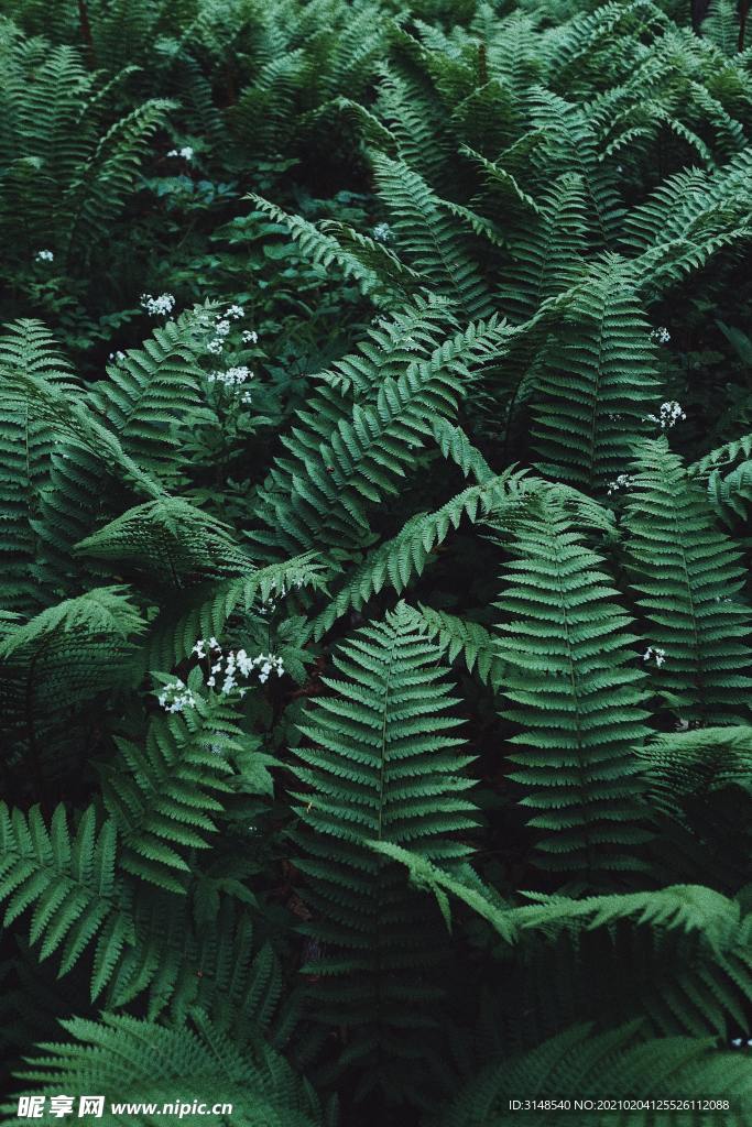 綠色森林植物圖片